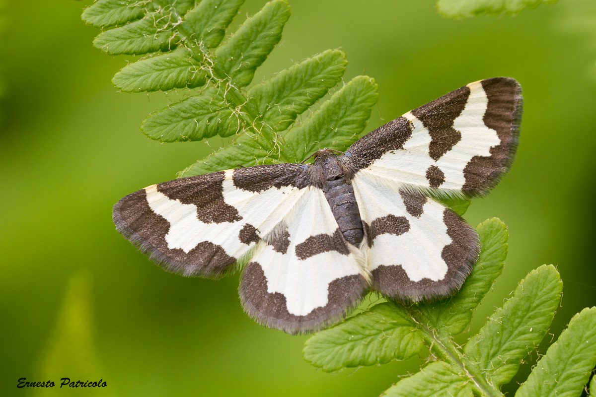 farfalla da identificare